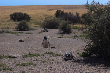 Obraz premium penguin on a beach