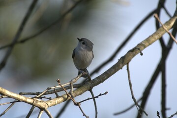 Titmouse bird cute