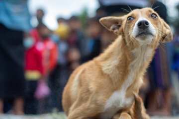 portrait of a dog