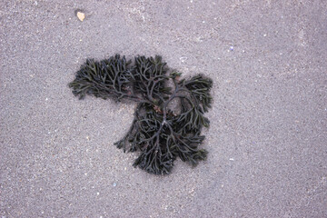 black sea urchin