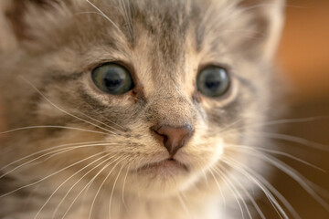 Naklejka na ściany i meble Cat's nose, macro view. Curious animal portrait close up.