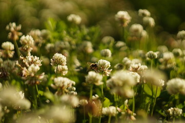 bumblebee on clover
