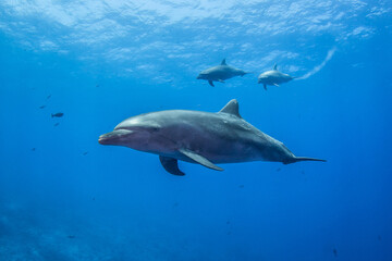 Obraz na płótnie Canvas Free dolphins of Rangiroa