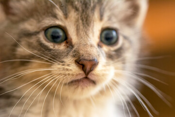 Cat's nose, macro view. Curious animal portrait close up.