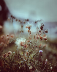 flowers in spring