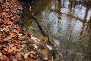 autumn in the forest