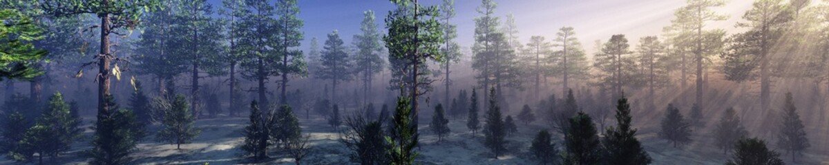 Winter forest in the rays of the sun, pine trees in the haze in winter, panorama of the winter forest