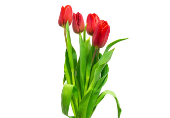 red tulips on a white background. Festive spring bouquet for congratulations on Valentine's Day, Happy Women's Day.