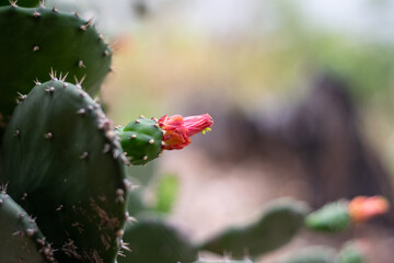 cactus in the desert