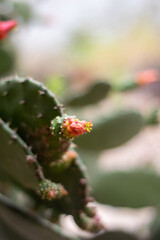 flower on a cactus