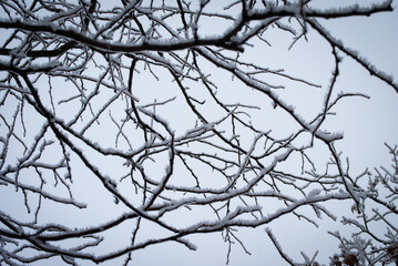 Fototapeta na wymiar frost covered tree branches