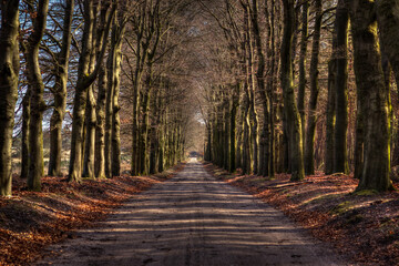 A path through the field with trees around it at an autumn time in Veluwe, the Netherlands