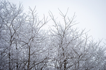 Fototapeta na wymiar frost covered trees