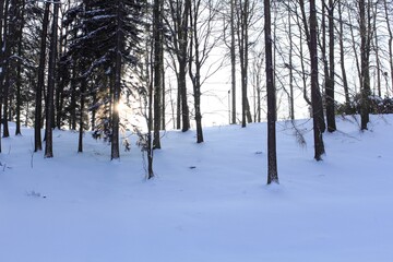 Trees covered with hoarfrost and snow in mountains. Sunset in a winter forest.