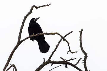 Black crow sits on dry branches on gray sky background.