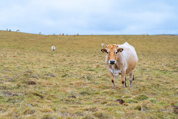 Vache Aubrac dans une prairie