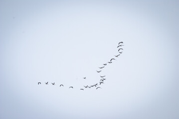 Geese flying © DreamersLilDreamShop