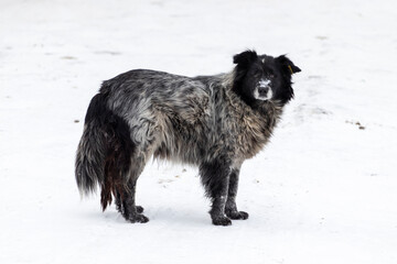 Big stray dog in winter on a snowy street. Portrait of uncared stray dog on snow in winter.