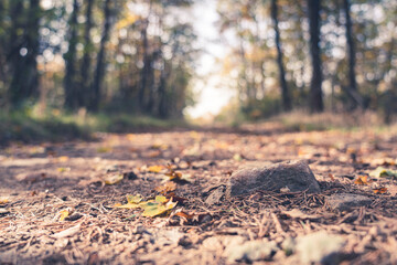Chemin forestier &agrave; l'automne
