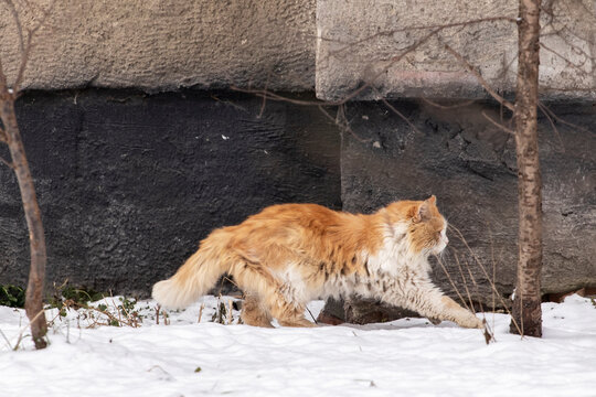 Portrait Of A Neglected Stray Cat On Snowy Ground In Winter.