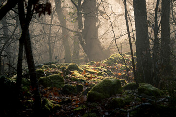 Lumi&egrave;re dans un sous-bois