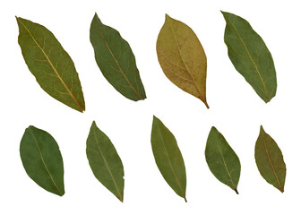 Dry laurel leaves isolated on white background. Collection of laurel leaves. Spice.