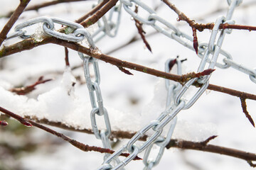 Metal chain hanging on a bush branch in winter