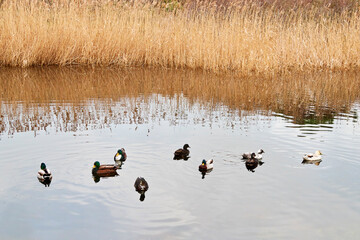 canards colvert sur eau au parc naturel du zwin en Belgique 
