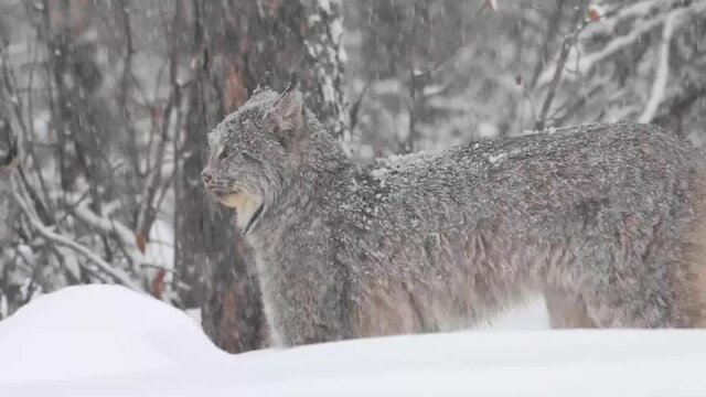 Canadian lynx in the wilderness