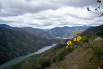 flowers in the mountains