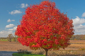 Very Red Maple Tree in the Fall