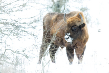 European bison (Bison bonasus), with beautiful white coloured background. Amazing endangered mammal...