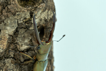 Cyclommatus metallifer

