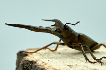 Cyclommatus metallifer
