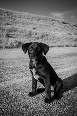 black labrador retriever puppy