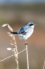 Shrike 3