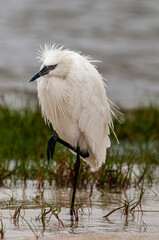 White Egret 1