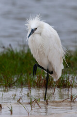 White Egret 2