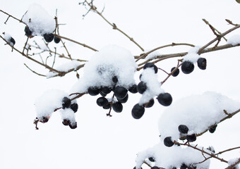 Black berries on branches with snow and freez