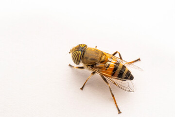 Bee macro isolated on white background. Package design element