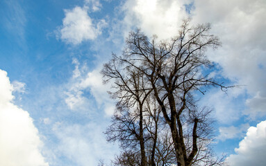 leafless tree under the sky