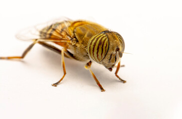 Bee macro isolated on white background. Package design element