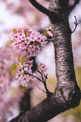 Beautiful pink sakura flowers blossom in spring at a park in Japan