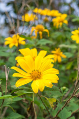 Yellow flowers in the forest