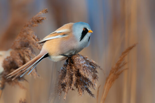 Bearded reedling (Panurus biarmicus), a beautiful songbird singing and sitting on a reed in the early morning. Wildlife scene from nature, Czech Republic