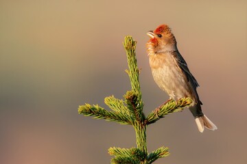 Common rosefinch (Carpodacus erythrinus), with beautiful green background. Colorful song bird with...