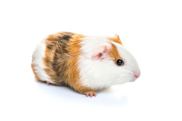 Guinea pig isolated on a white background. Domestic guinea pig