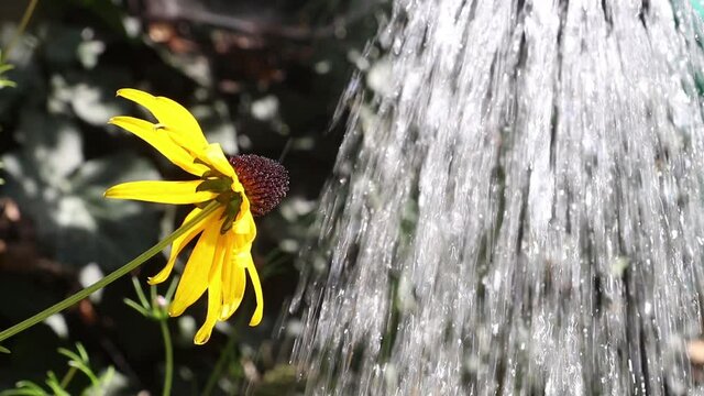 Watering flowers in a summer garden. Yellow Coneflower - Echinacea Paradoxa on a garden with water from watering can.