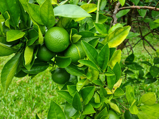 A small orange tree in the garden.