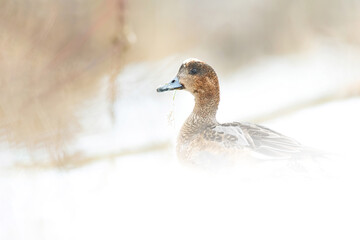 Eurasian wigeon (Mareca penelope), with the beautiful white coloured water surface. Beautiful brown duck in the snow near the river. Wildlife scene from nature, Czech Republic